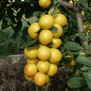 Кръгла слива Жълта афъзка