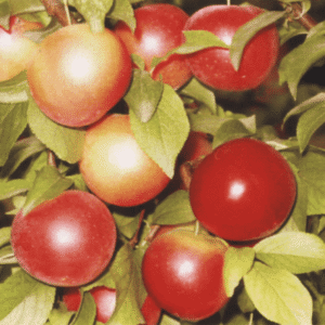 Кръгла слива Червена афъзка